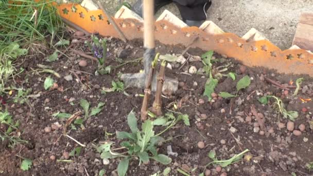 挖的大丽花块茎 — 图库视频影像