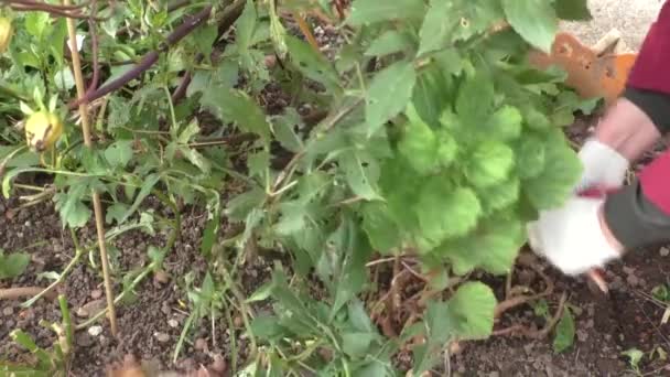 Preparing flower beds for winter — Stock Video