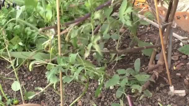 Blumenbeete für den Winter vorbereiten — Stockvideo