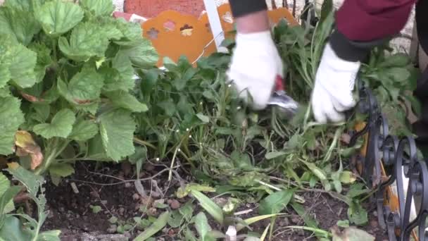 Preparar macizos de flores para el invierno — Vídeos de Stock