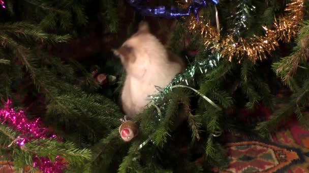 O gato tailandês senta-se sob uma árvore de Natal — Vídeo de Stock