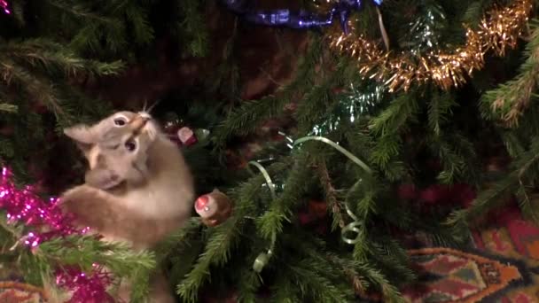 Il gatto tailandese salta dietro un giocattolo su albero — Video Stock