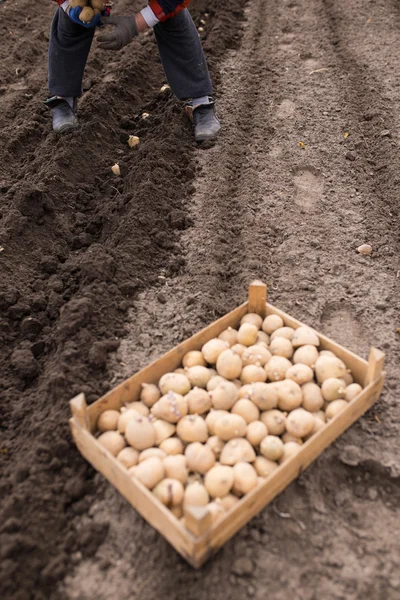 Patates tohumları ile kutu — Stok fotoğraf