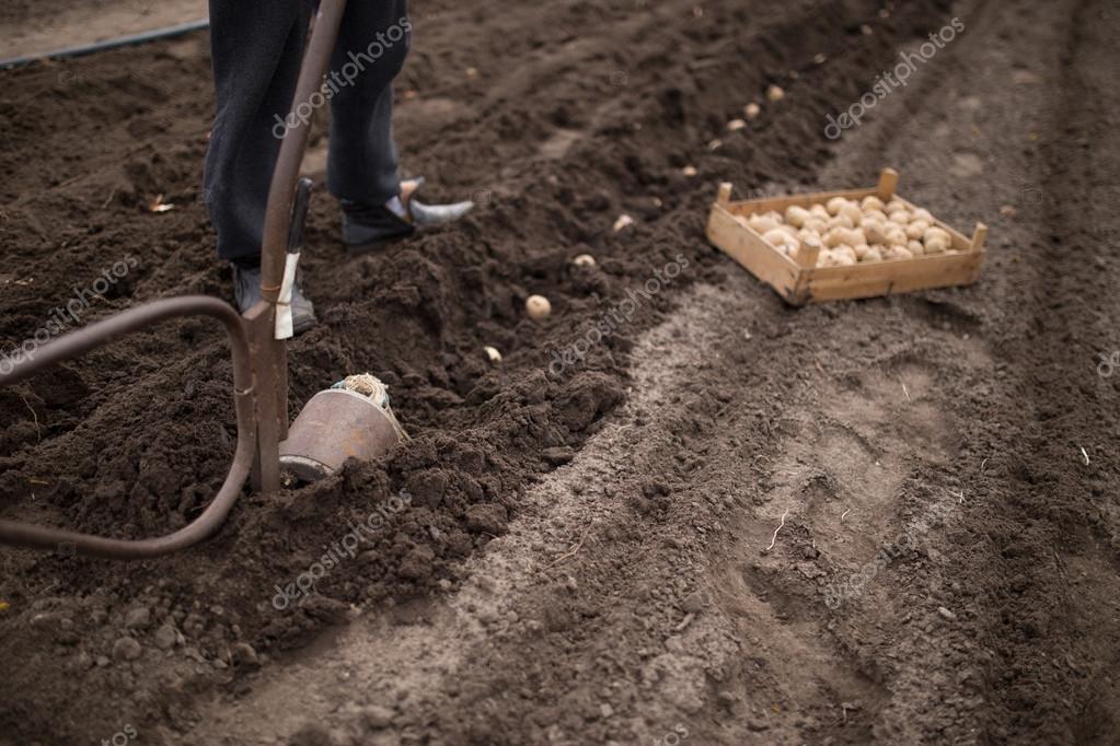 Способы посадки картофеля. Гладкая и гребневая посадка картофеля. Технология посадки картошки. Под посадку картофеля. Посев картошки.