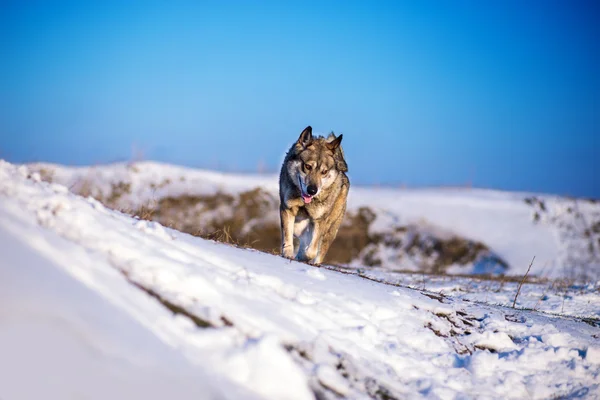 Laika en las colinas nevadas —  Fotos de Stock