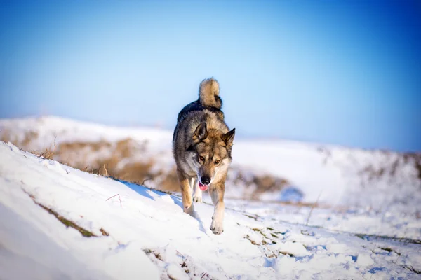 Husky auf schneebedeckten Hügeln — Stockfoto