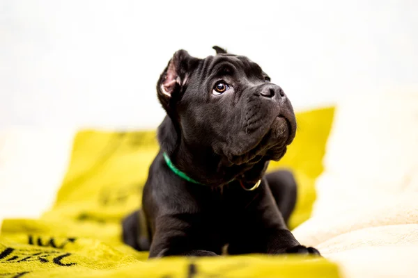 Štěně Cane corso — Stock fotografie