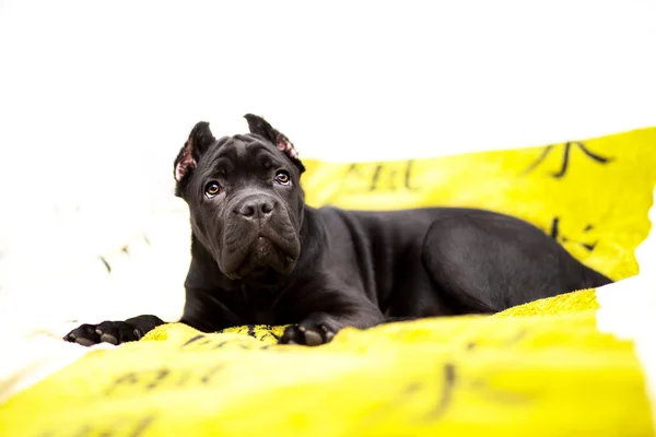 Unga Cane Corso — Stockfoto