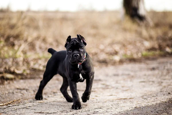 Cane Corso outside — Stock Photo, Image