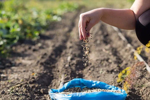 Growing Southern Regions Irrigation Female Hands Seeding Seeds Little Garden — Stock Photo, Image