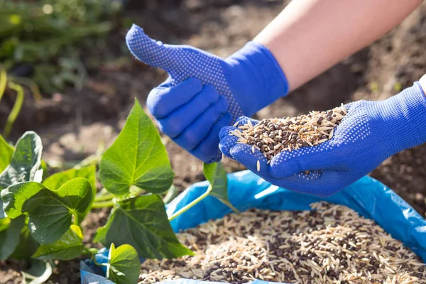 Eldivendeki Eller Arka Planda Bahçeli Tohumları Gösteriyor — Stok fotoğraf