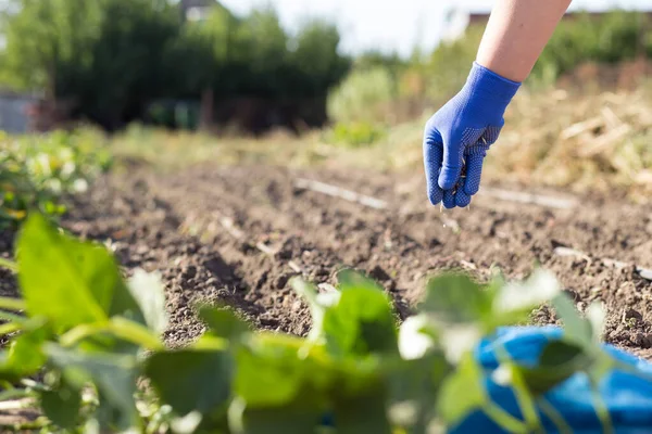 Hand Glove Seeding Seeds Little Garden — Stock Photo, Image