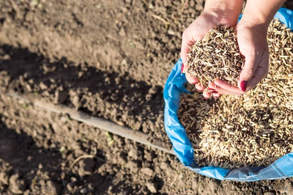 Woman Hand Holding Seeds Prerared Planting Garden — Stock Photo, Image