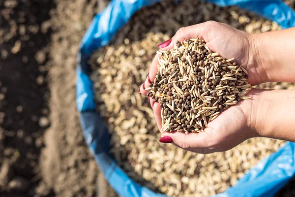 Female Hands Close Holding Seeds Out Side Garden Seeding Cover — Stock Photo, Image