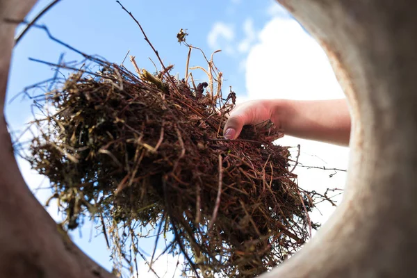 Woman Hand Drains Organic Residues Garden Compost Heap — Stock Photo, Image