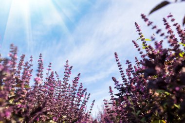 Mor çiçekli fesleğen tarlası mavi temiz gökyüzü ve arka planda güneş ışığı.