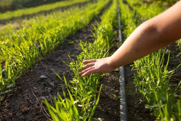 Young Hand Touching Plants Field Carring Future Harvest Using Drip — Stock Photo, Image