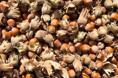 Fındıklı kabuklu fındıklı arka plan. Yakın plan, sadece ahşaptan toplanır.