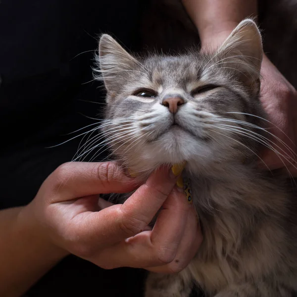 Mano Una Mujer Acariciando Gato Casa Cerca — Foto de Stock