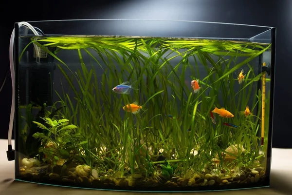 배경에 색깔있는 물고기와 식물로 수족관 — 스톡 사진