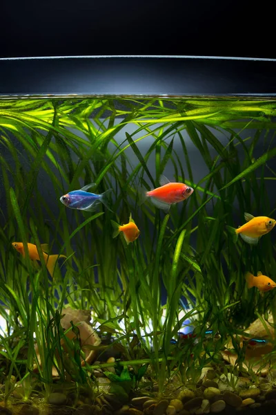Renkli Kirpi Balığı Diğer Küçük Akvaryum Balıkları Akvaryumdaki Yeşil Bitkilerle — Stok fotoğraf