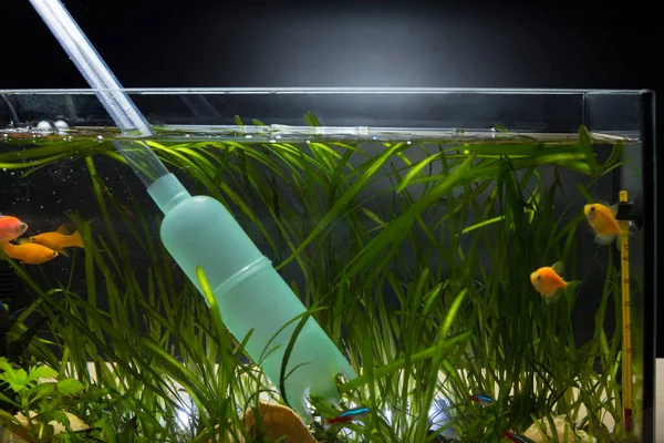 Cleaning in aquarium with manual water pump, and changing water for fish.