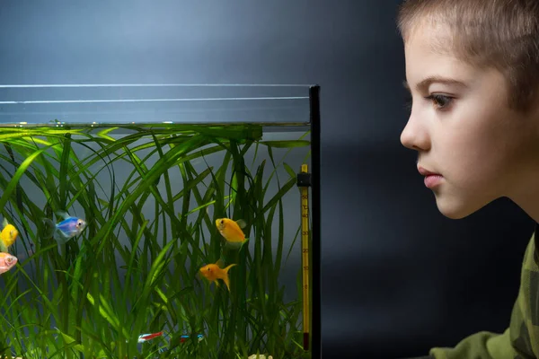 Kleine Jongen Kijken Aquarium Vissen Met Interesse Zwarte Achtergrond — Stockfoto