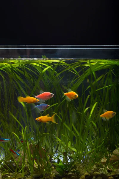 Siyah Zemin Üzerinde Renkli Balık Bitkilerin Olduğu Akvaryum — Stok fotoğraf