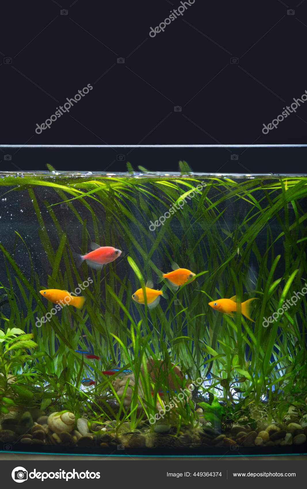 Different Colored Fishes Fish Tank Filled Plants Black Background