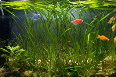 Ev akvaryumu renkli balıklar, dikenler, neonlar, zambaklar ve bitkilerle dolu.