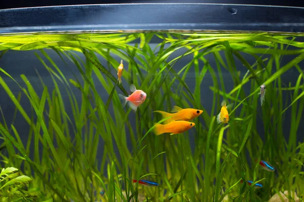 Hayvanları Akvaryum Balıkları Akvaryumdaki Bitkilerin Farklı Renkleri — Stok fotoğraf