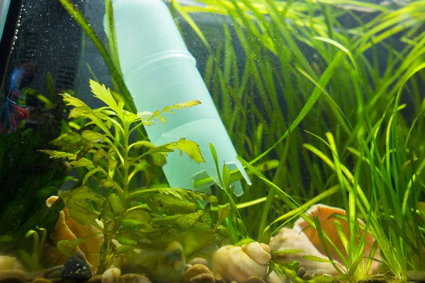 Akvaryumda Içi Balık Bitkilerle Dolu Çakıl Temizleme Pompası — Stok fotoğraf