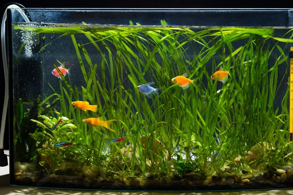 Malé Aqaurium Plné Barevných Krásných Ryb Různých Rostlin — Stock fotografie