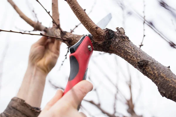 Erkek Elleri Demir Testeresiyle Meyve Ağacını Buduyor — Stok fotoğraf