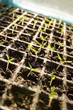 Evde, bir pencerede plastik kasetlerde yetişen küçük domates tohumu..