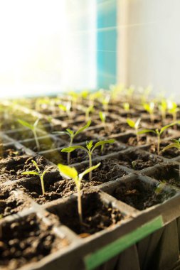 Pencere kenarında plastik kasetlerde domates fideleri yetiştiriyor..