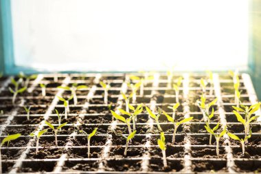 Evde domates fideleri yetiştiriyorum. Pencere kenarında. Kopya alanı da var..