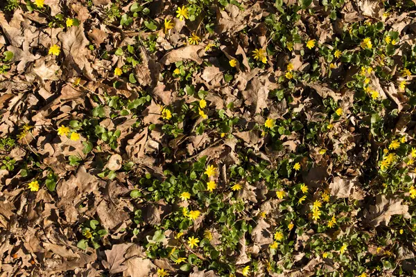 Primavera Pradera Forestal Con Hojas Viejas Las Primeras Flores Amarillas —  Fotos de Stock