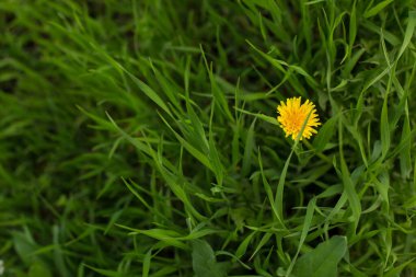 Çimenlerde bir sarı karahindiba. Tepeden bak. Kopya alanı var..