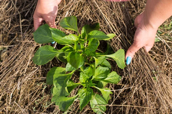 Planta Pimiento Con Las Manos Acolchadas Vista Desde Una Parte — Foto de Stock