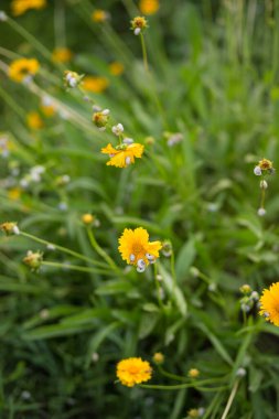 Salyangoz ve sümüklüböcekler tarımsal bir tarlada bahçeye zarar veriyorlar..