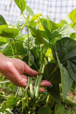 El, küçük bir bahçede yeşil bens topluyor..