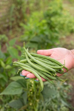 Taze fasulye hasadı, organik metot elinizin altında büyüyor..