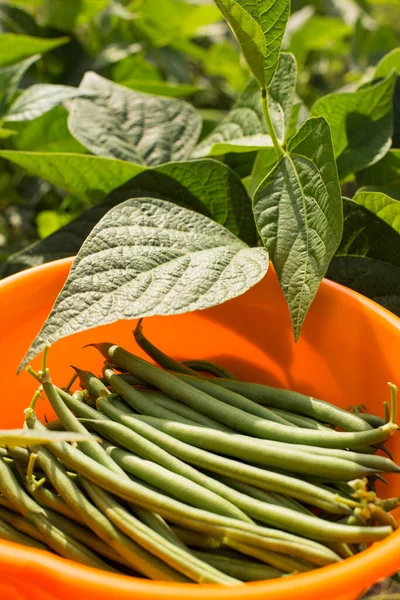 Fresh Green Beans Just Picked Plants Orange Bowl Plants Beans — Stock Photo, Image