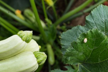 Young kabak ve yaprakları topladı. Odaklandı ve bitki maviye boyandı..