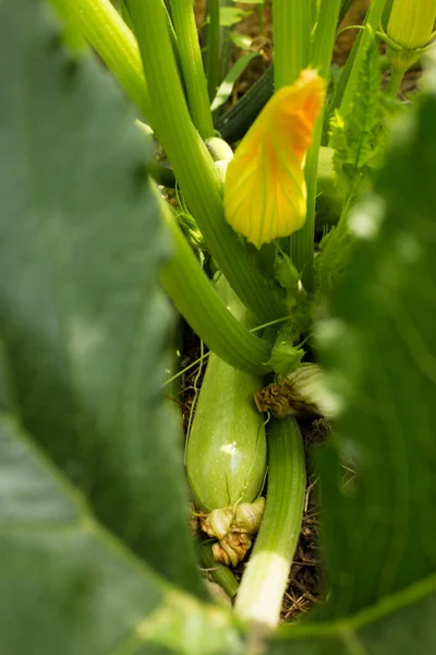 Planta Abobrinha Com Flores Vegetais Crescendo Jardim — Fotografia de Stock