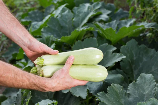 Mãos Masculinas Segurando Abobrinha Colhida Perto Com Plantas Verdes Fundo — Fotografia de Stock