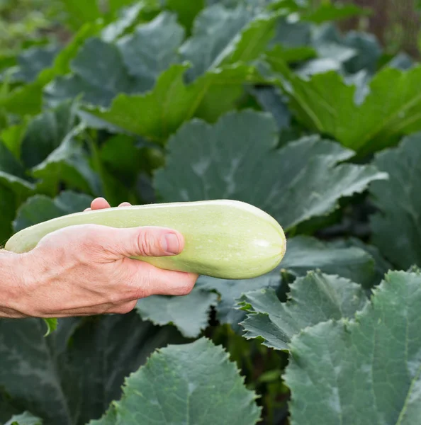 Creciendo Calabacín Campo Abierto Médula Masculina Recogida Mano Una Planta —  Fotos de Stock