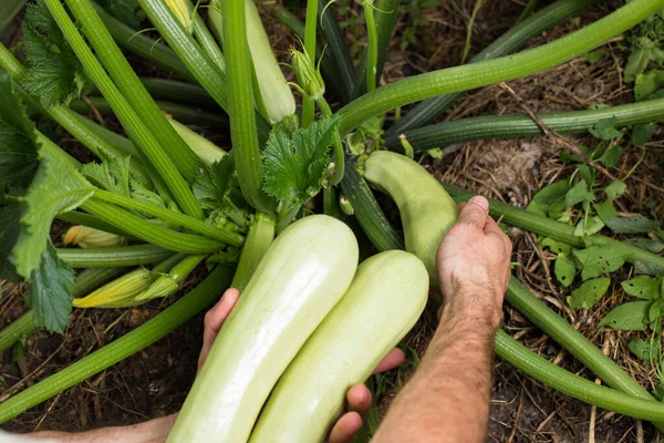 Colheita Mão Zicchini Maduro Cultivado Método Orgânico Uma Planta Close — Fotografia de Stock