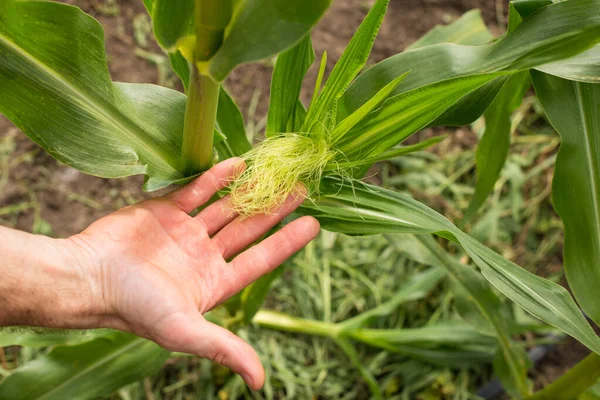 Mano Del Agricultor Comprobando Campo Maíz Período Polinización Primer Plano —  Fotos de Stock